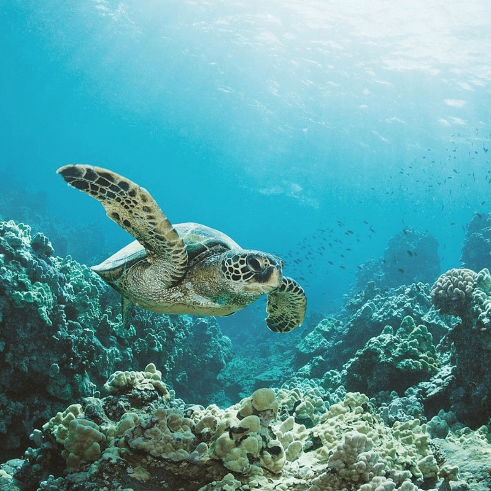 https://www.gofundme.com/turtlelove-marine-conserv